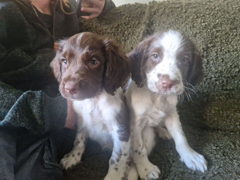 Outstanding boys Ready now!