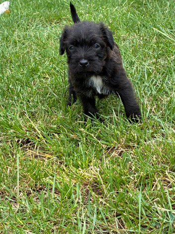 Lakeland patterdale terriers