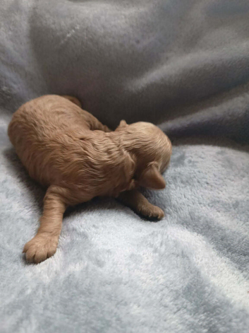 KC Toy poddle fully health tested last boy available