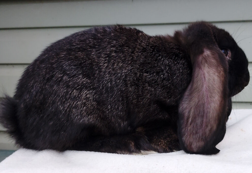 Baby French Lop - Ready Now