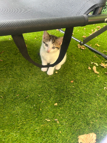2 beautiful playful kittens