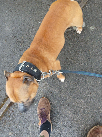 Staffordshire bull terrier dog for sale