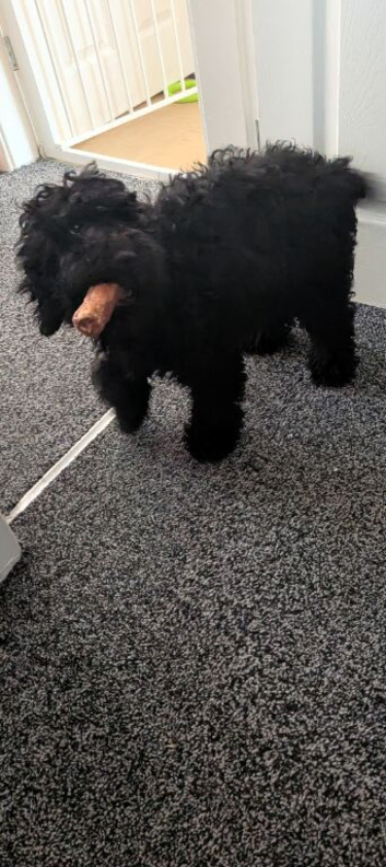 Female cocker poo F1b