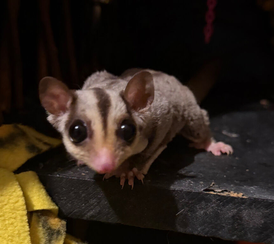 Sugar gliders