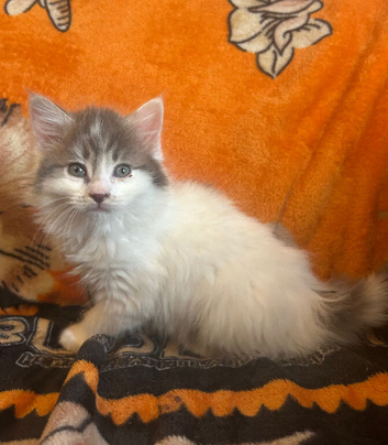 Ragdoll cross kittens ready to leave now !!