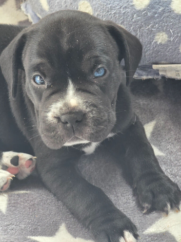 Frenchbulldog cross pups READY 1ST SEPTEMBER 4 BOYS LEFT