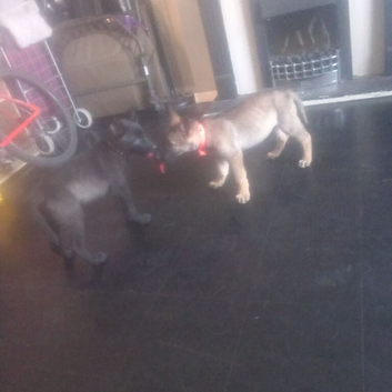 German shepherd cross