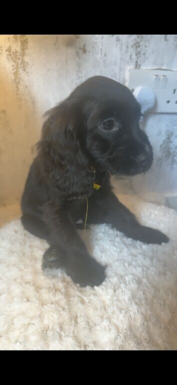 Cocker spaniel