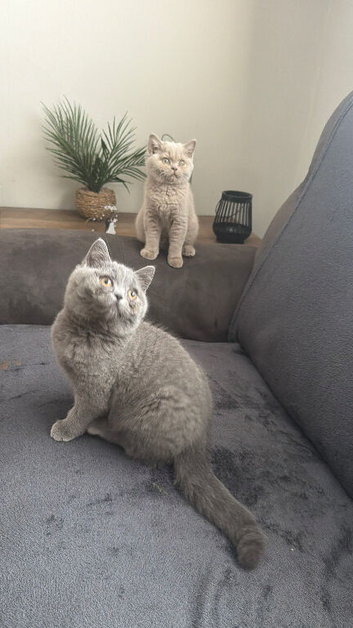Gccf and Tika active kittens