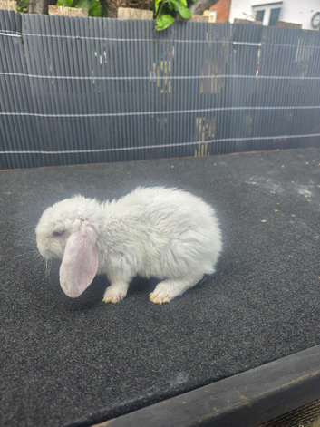 Mini lops