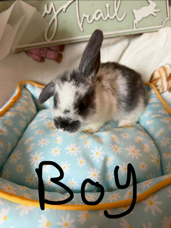 Mini lops