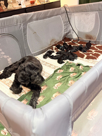 Gorgeous ULTRA Bernedoodle puppies