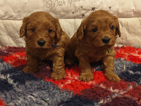 Gorgeous male and female Cavapoo puppies