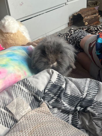 Mini lop lion head