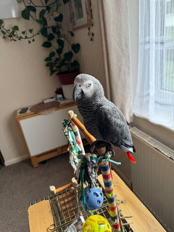 African Grey