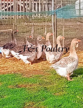 Dewlap Toulouse Goose PAIRS *NEAR HONITON DEVON*