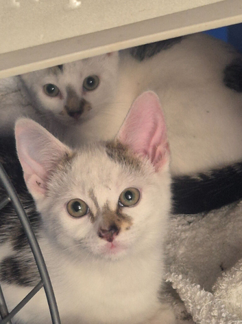 Male kittens
