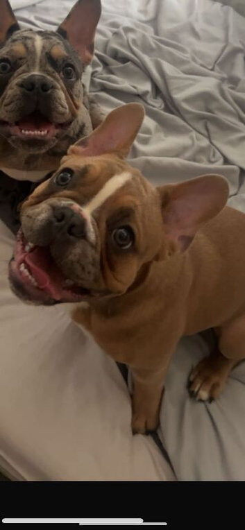 French bull dog (male 2 years old)