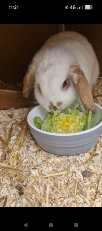 1 female white lop