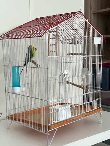 Pair budgies with cage
