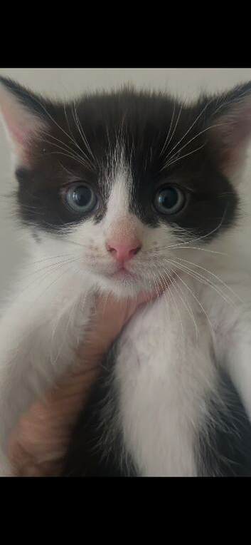 Ragdoll X kittens