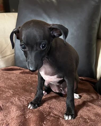 Italian greyhound-  Ready now.