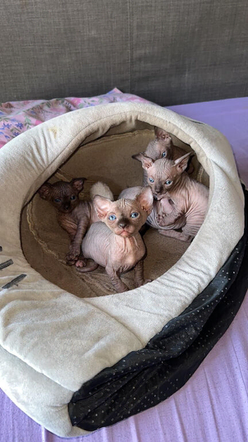 Kittens for sale