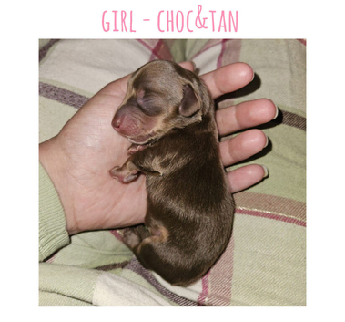7 mini dachshund pups