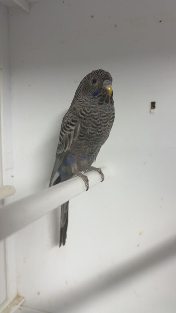Baby budgies