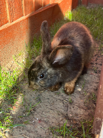 Mini lop bunnies