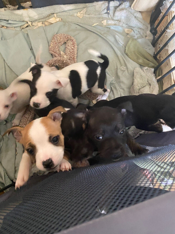 Staffy puppies for sale