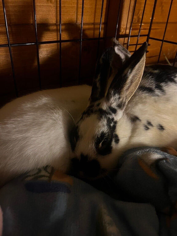 Bonded pair of male rabbits