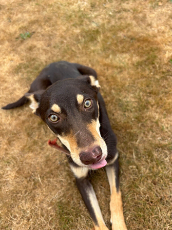 Meet Roo! Friendly, adventurous and your new best friend ️