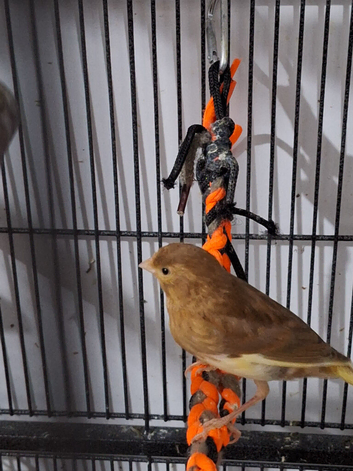 5 canaries for sale!