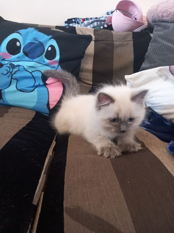 Ragdoll kitten (pure lilac point)
