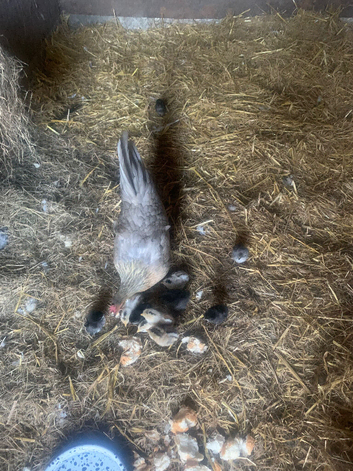Bantam Hen and 9chicks