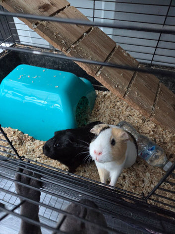 Two female guinea pigs