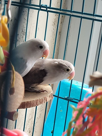 Beautiful bonded pair of lovebirds