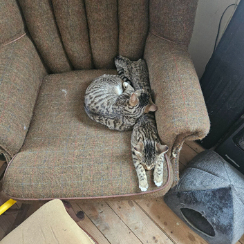 "Two lovely classic tabby boy kittens looking for a safe, forever home together or separately.