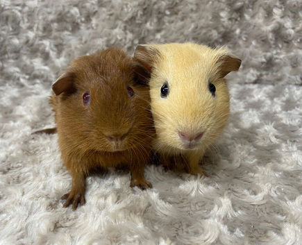 Bonded Baby Guinea Pigs