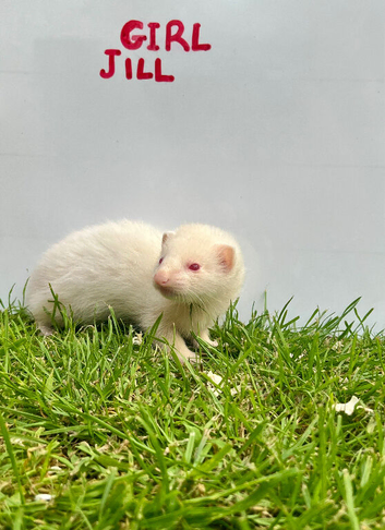 Baby Ferrets &ndash; Boys & Girls Available