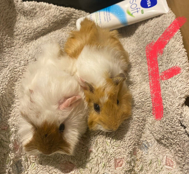 Various Guinea pigs