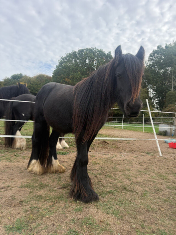 Bear cob colt