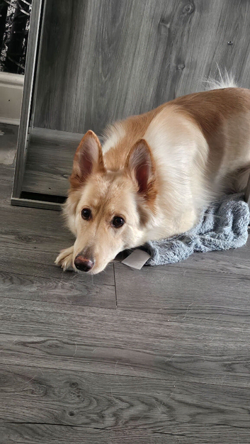 German shepherd Female