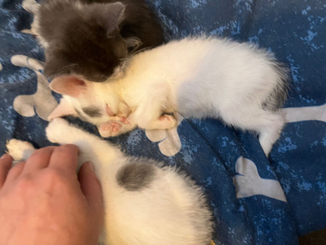 Kittens for sale ready to leave mum