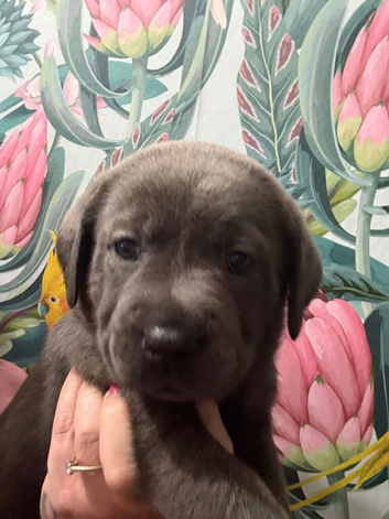 beautiful Labrador pups