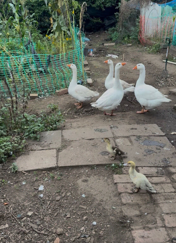 Goose