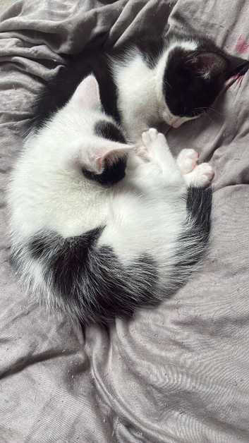3 kittens ready to go to their forever home