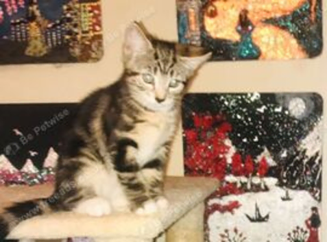 3 beautiful female kittens, ready to leave now