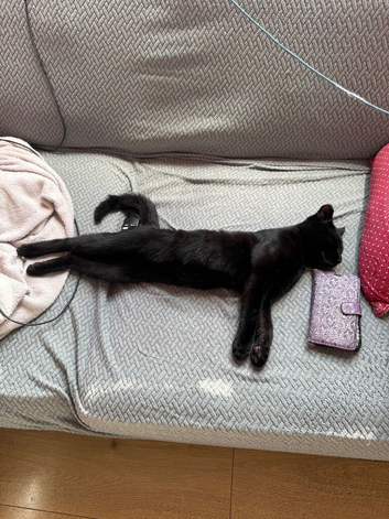 Black Turkish angora kitten
